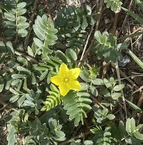 yellow flower of Tribulus, puncturevine or caltrop
