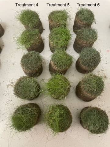 Treatment 5 is Hydroforce Ultra after two weeks with no water. Still good plant health