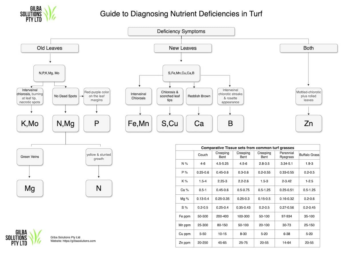What nutrient deficiencies like sulphur look like in turfgrass