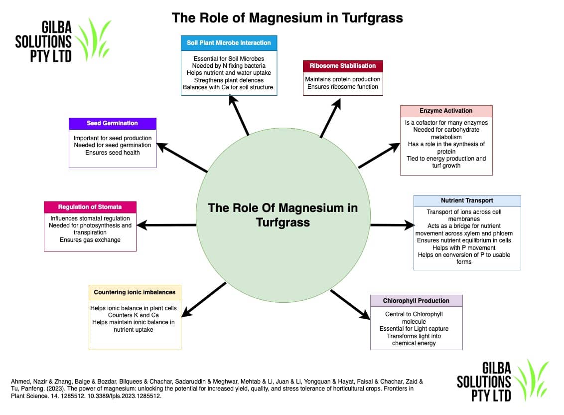 role and function of magnesium in plants and turfgrass