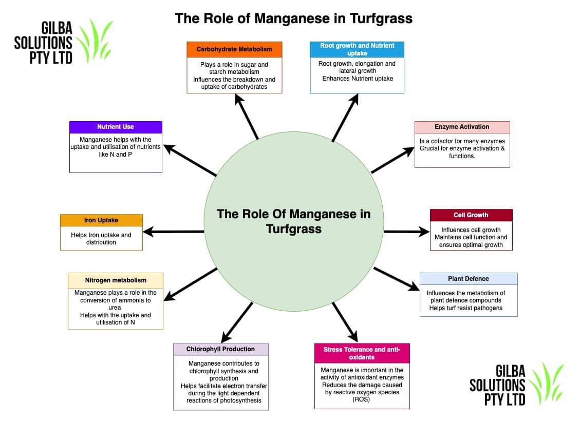 role of manganese in plants and turfgrass