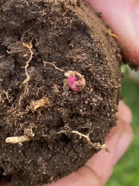 adult female ground pearls are more vulnerable to insecticides like Scarlet Trio in the spring.