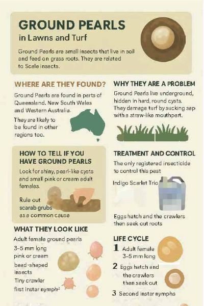 an infographic for ground pearl in turf that shows their lifecycle