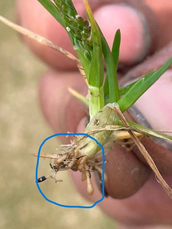 prodiamine pruning roots and causing a distinct club root