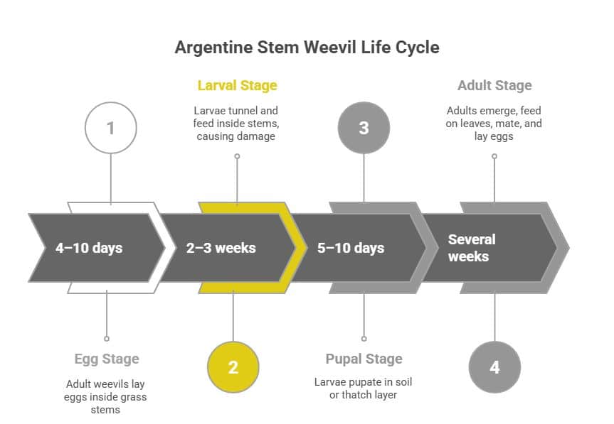 argentine stem weevil lifecycle
