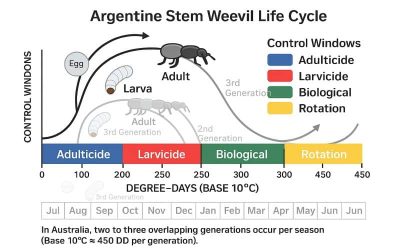 Argentine Stem Weevil in Turfgrass