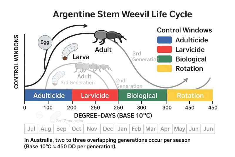 argentine stem weevil lifecycle and control measures
