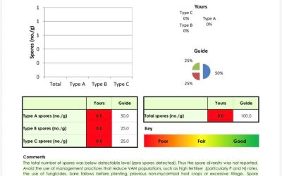 Mycorrhiza in a bottle