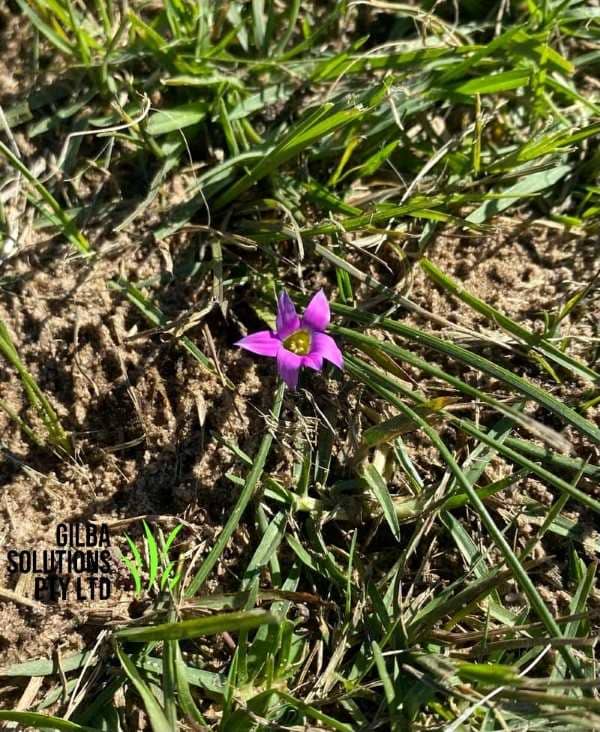 Guildford grass in lawn showing fine upright leaves and small pink flower with yellow centre