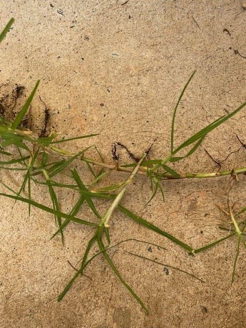 Kikuyu grass showing thick stolons, broad leaves, and vigorous spreading growth in lawn