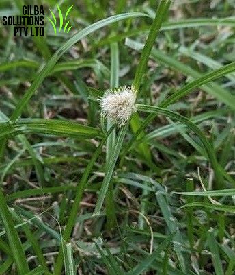 Mullumbimby couch in lawn showing fine leaves and small green button-like seed head on upright stem