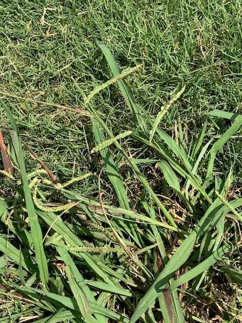 Paspalum grass seed head with paired spikelets and coarse clumping growth in lawn