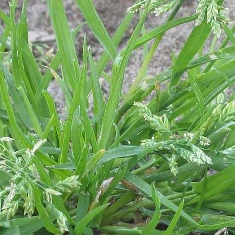 Poa annua in lawn showing light green tufted growth with fine leaves and open seed heads