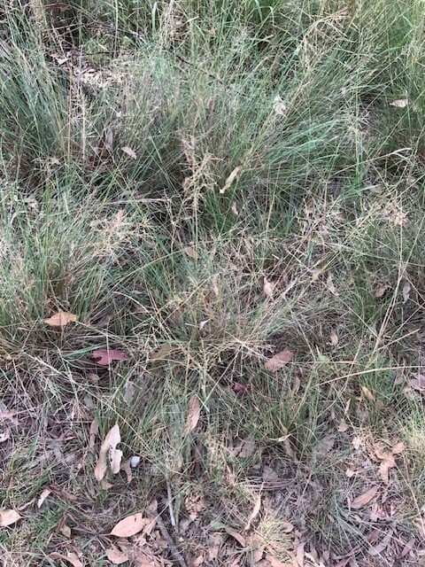 African lovegrass showing fine leaves and large open drooping seed head in grassland