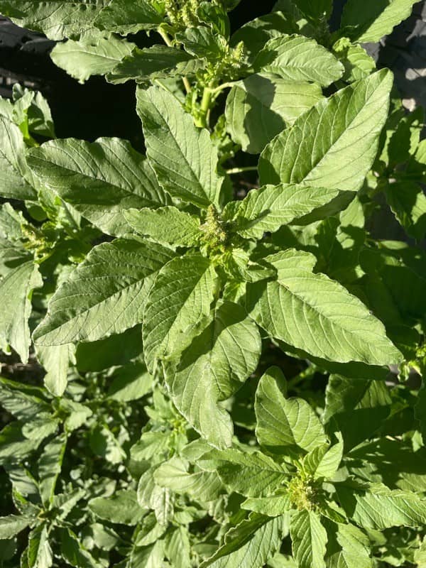 Amaranthus plant has upright growth with broad leaves and dense green to reddish seed head clusters