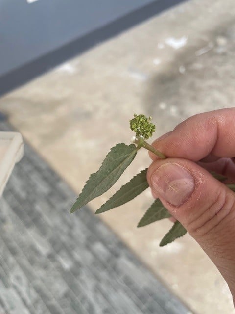 Asthma weed showing low spreading stems with small opposite leaves and milky sap in lawn