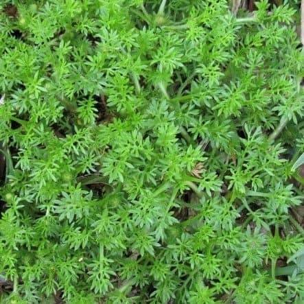 Bindii showing low flat rosette with finely divided leaves and spiny seed burrs in lawn