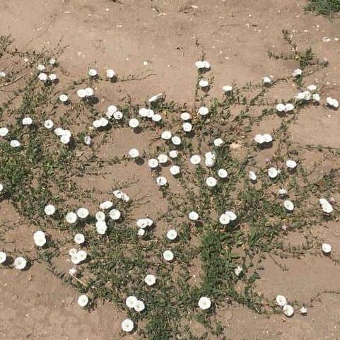 Bindweed leaf and flower showing twining growth habit