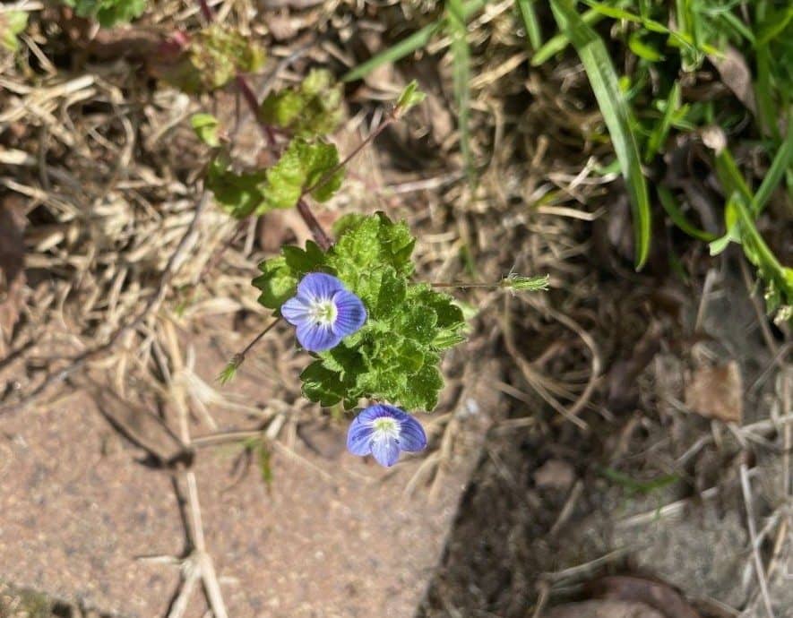 Birdseye speedwell showing small blue flowers with white centre and low spreading growth in turf