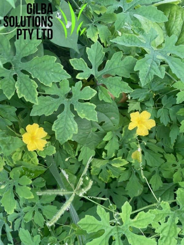 Bitter melon vine showing lobed leaves, yellow flowers, and warty green fruit climbing over vegetation