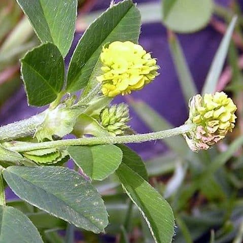 Black medic showing trifoliate leaves with small yellow flowers and creeping growth in lawn