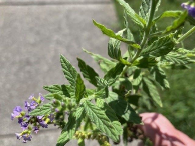 Blue heliotrope showing purple flower clusters on coiled spikes with rough leaves in turf or disturbed soil