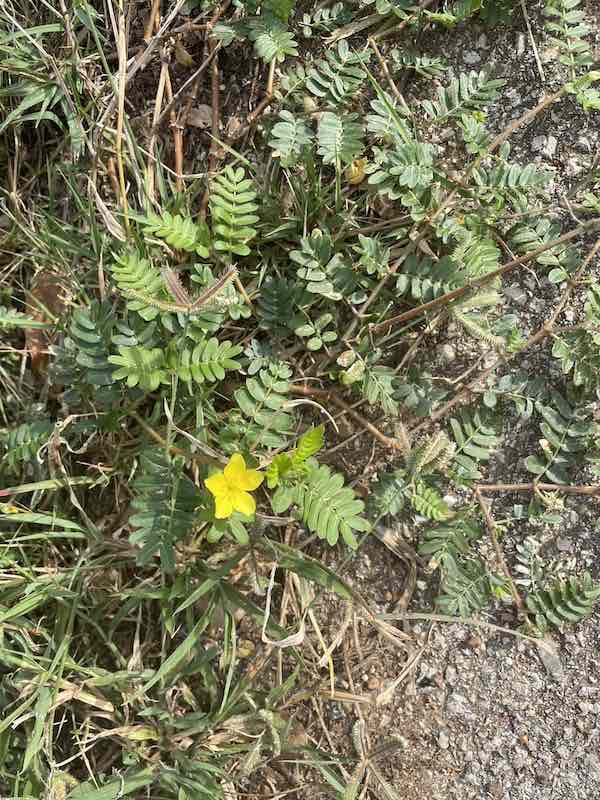Caltrop weed in lawn showing low prostrate growth and sharp spiny burrs on the soil surface