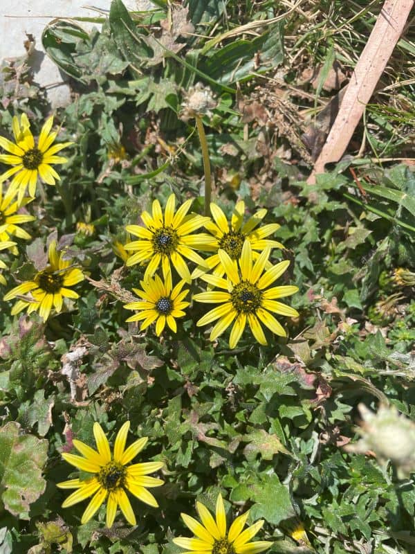 Capeweed showing yellow daisy flower with dark centre and lobed leaves forming a low rosette in lawn