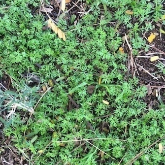 Carrot weed showing finely divided feathery leaves and small green button-like flower heads in lawn