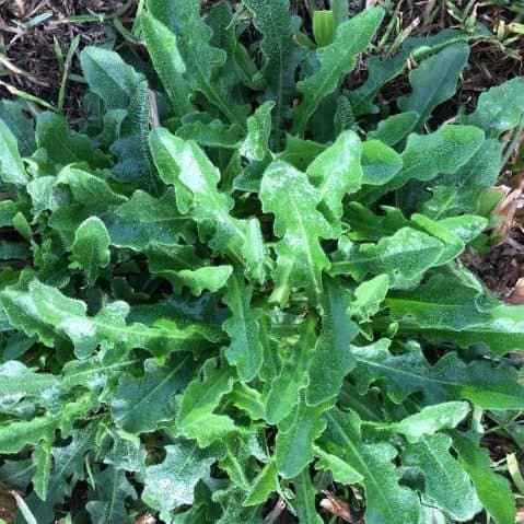 Catsear showing basal rosette of hairy leaves and yellow flower on branching stems in lawn