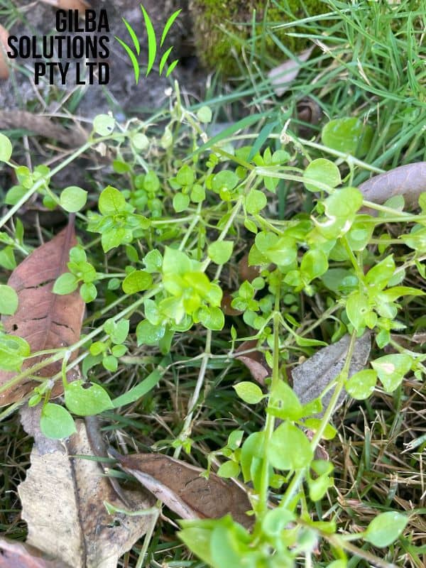Chickweed forming low mat with small oval leaves and creeping stems in lawn
