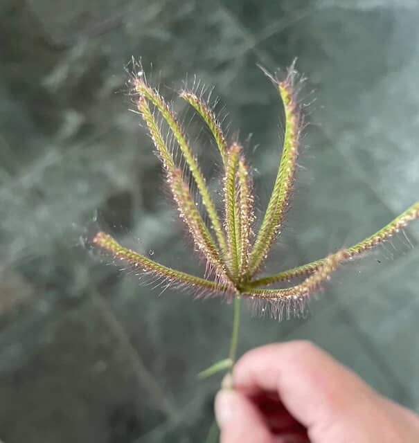 Chloris grass seed head with multiple fine windmill-like spikes radiating from a central point in lawn