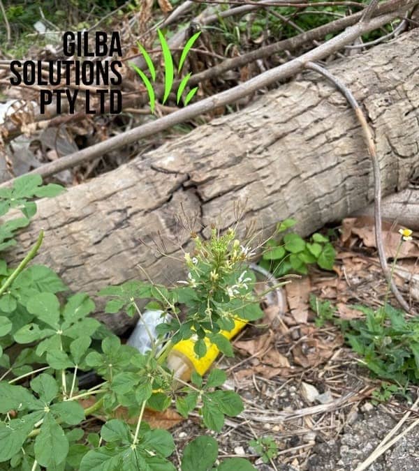 Cleome gynandra showing spider-like flowers with long stamens and palmate leaves