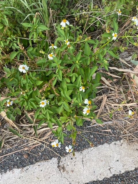 Cobblers peg showing upright growth with serrated leaves and black barbed seeds that stick to clothing
