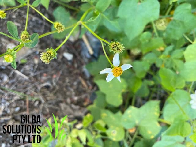 Cobblers peg flower and barbed seed head that sticks to clothing