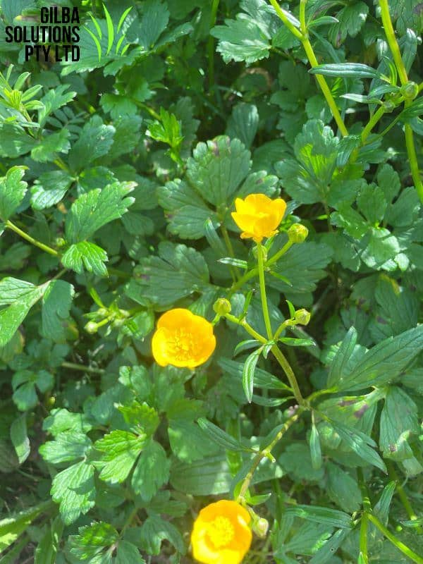 Creeping buttercup showing low spreading growth with glossy three-lobed leaves and yellow flowers in lawn