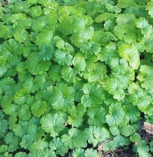 Creeping charlie showing round scalloped leaves and creeping stems rooting at nodes in lawn