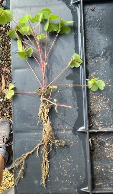 Creeping oxalis showing trifoliate leaves and spreading stems with taproot in turf