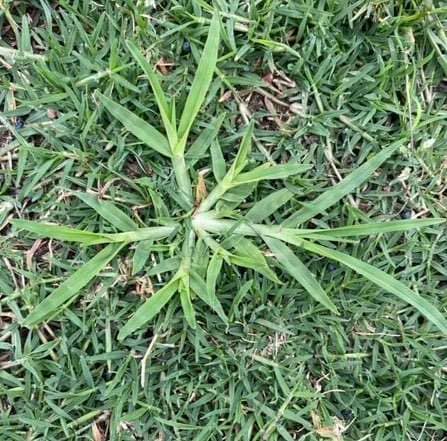 Crowsfoot grass seed head with multiple finger-like spikes radiating from a central point in lawn