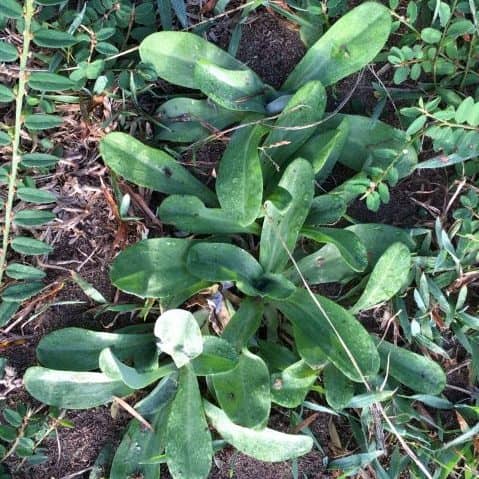 Cudweed in turf with low rosette growth and soft grey-green leaves