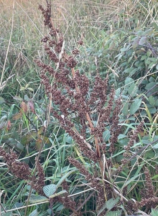 Curly dock showing upright growth with long narrow leaves with wavy edges in lawn or disturbed soil