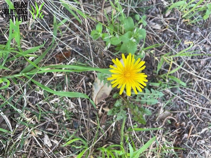 Dandelion showing yellow flower and toothed leaves forming a basal rosette in lawn