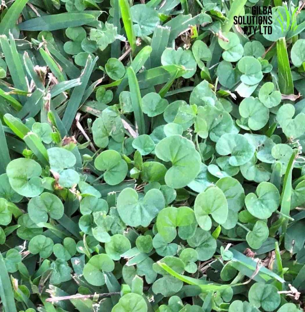 Dichondra showing round kidney-shaped leaves on creeping stems forming a low mat in lawn