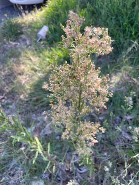 Fleabane showing upright growth with narrow hairy leaves and branching seed heads in lawn or disturbed soil