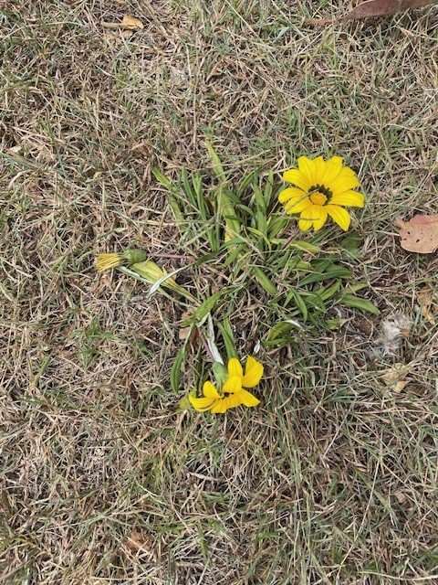 Gazania showing bright yellow daisy-like flowers and silvery green lobed leaves forming a spreading mat