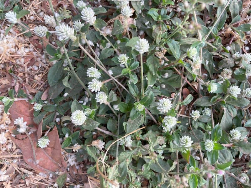Gomphrena weed showing low spreading growth with rounded flower heads and opposite leaves in turf