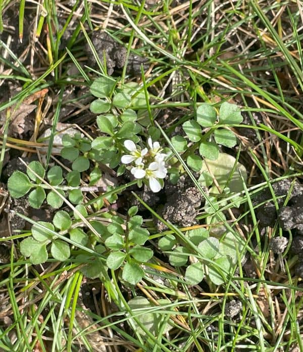 Hairy bittercress showing small white flowers and rosette leaves in lawn or garden soil