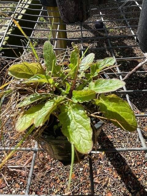 Hawksbeard showing basal rosette leaves and multiple small yellow flowers on branching stems in lawn