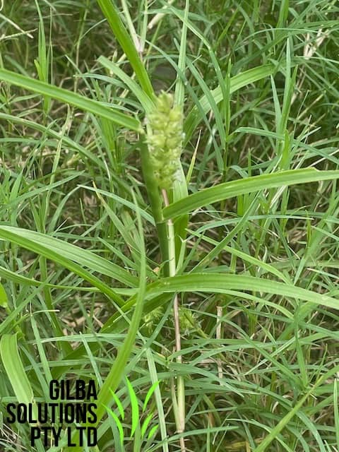 Hedgehog grass burrs in lawn showing spiny seed heads that attach to clothing and animals