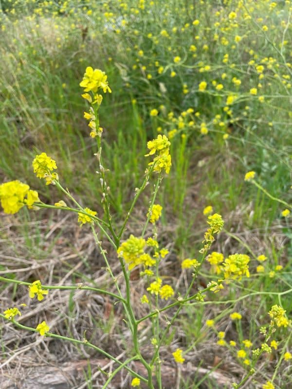 Hoary mustard showing upright growth with grey-green hairy leaves and small yellow flowers in disturbed soil